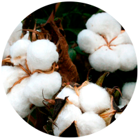 algodón orgánico